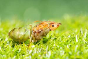 formica nell'erba