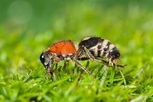 formica nell'erba