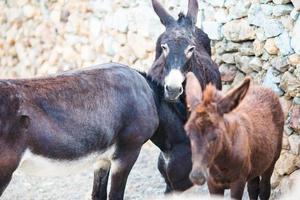 divertente asini su strada nel greco montagne. il migliore foto di asino nel il mondo.