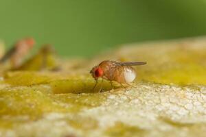 drosophila su una pianta foto