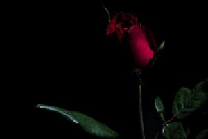 belle rose rosse su sfondo nero foto