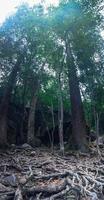 alberi nel parco nazionale delle cascate di khao chamao foto