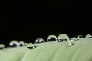 gocce d'acqua su una pianta foto