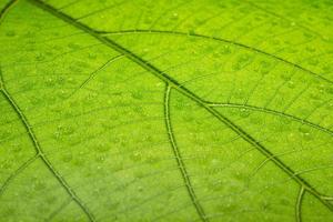 sfondo verde foglia, primo piano foto