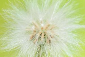 fiore di campo, foto in primo piano