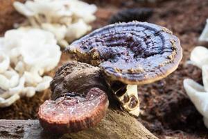 primo piano di funghi reishi foto