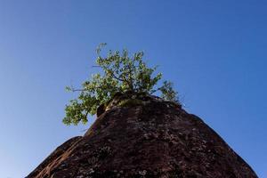 albero contro un cielo blu foto