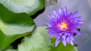 fiore di loto viola in uno stagno