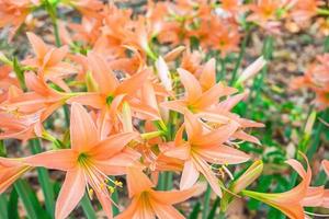 campo di daylilies arancione foto