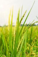 primo piano del campo di riso verde foto