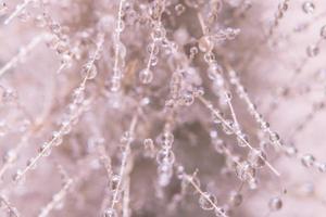 gocce d'acqua su un fiore foto