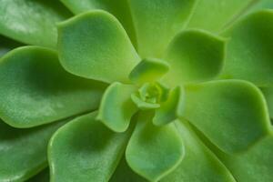 pianta succulenta, vista dall'alto foto