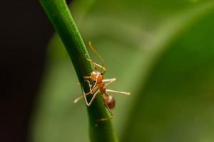 formica rossa su una pianta
