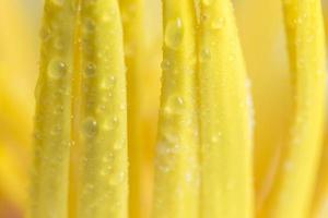 gocce d'acqua sul polline di loto giallo, close-up foto