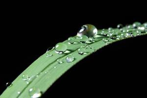 gocce d'acqua su una pianta foto