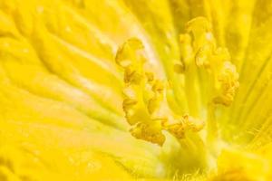 primo piano giallo del fiore della zucca foto
