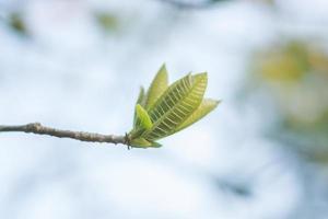 foto morbida di foglie verdi