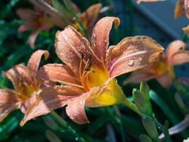 daylily pesca con gocce di pioggia foto