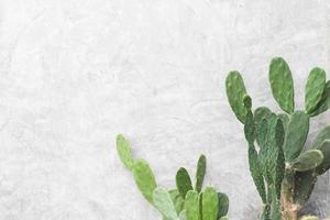 foglie verdi della pianta di cactus sul muro bianco sullo sfondo