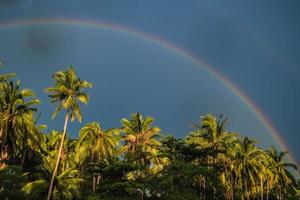 palme arcobaleno tropicali. foto