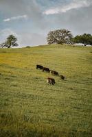 mucche sul campo di erba verde foto