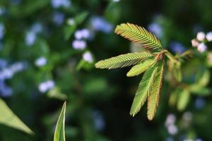 foglie di mimosa da vicino foto