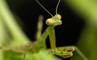 verde hierodula patellifera foto