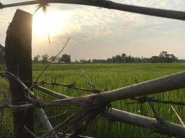 campo di riso dietro un recinto