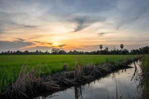 campi di riso al tramonto