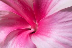 primo piano del fiore rosa foto