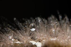 gocce d'acqua sulla pelliccia foto