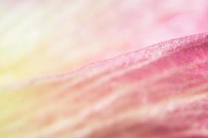 sfondo fiore rosa foto