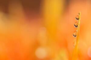 sfondo con gocce d'acqua su petali di fiori d'arancio foto