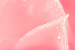 gocce d'acqua su petali di fiori rosa foto