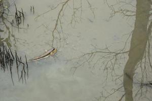 mudskipper nell'acqua foto