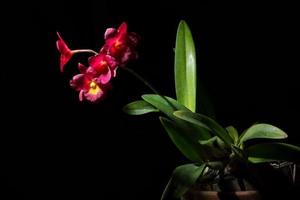 orchidea rossa su sfondo nero foto