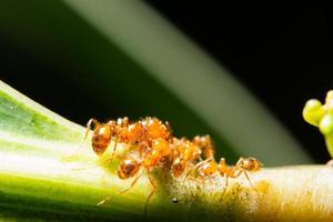 formiche su una pianta