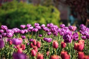 fioritura tulipani primavera sfondo foto