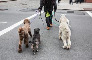 cani su il strade di nyc foto