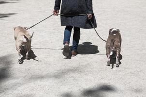 cani su il strade di nyc foto