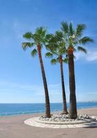 palma alberi a lungomare di canne, francese riviera, Sud di Francia foto