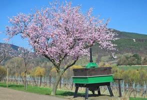 mandorla albero --prunus dulcis-- nel fioritura, tedesco vino strada,palatinato,germania foto