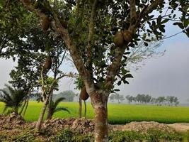 jackfruits sospeso su il albero. jackfruit è il nazionale frutta di bangladesh, Asia. esso è un' di stagione estate tempo frutta. delizioso jackfruit frutta cresce su il albero foto