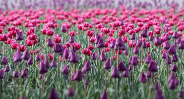 fioritura tulipani primavera sfondo foto