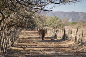 cavalli quello correre gratuito attraverso il campo foto