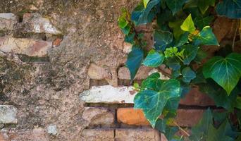 verde edera su il vecchio mattone parete con spazio per Scrivi foto