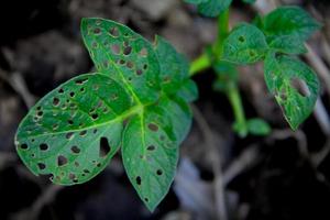 verde frondoso pianta con buco mangiato di nero formiche foto