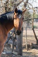 ritratto di Marrone cavallo nel il campo foto