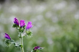 selvaggio fiori nel il fiorito prato foto