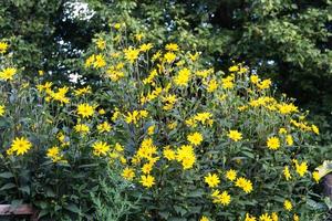 giallo fiori di il giardino girasole, elianto tuberosus o Gerusalemme carciofo foto